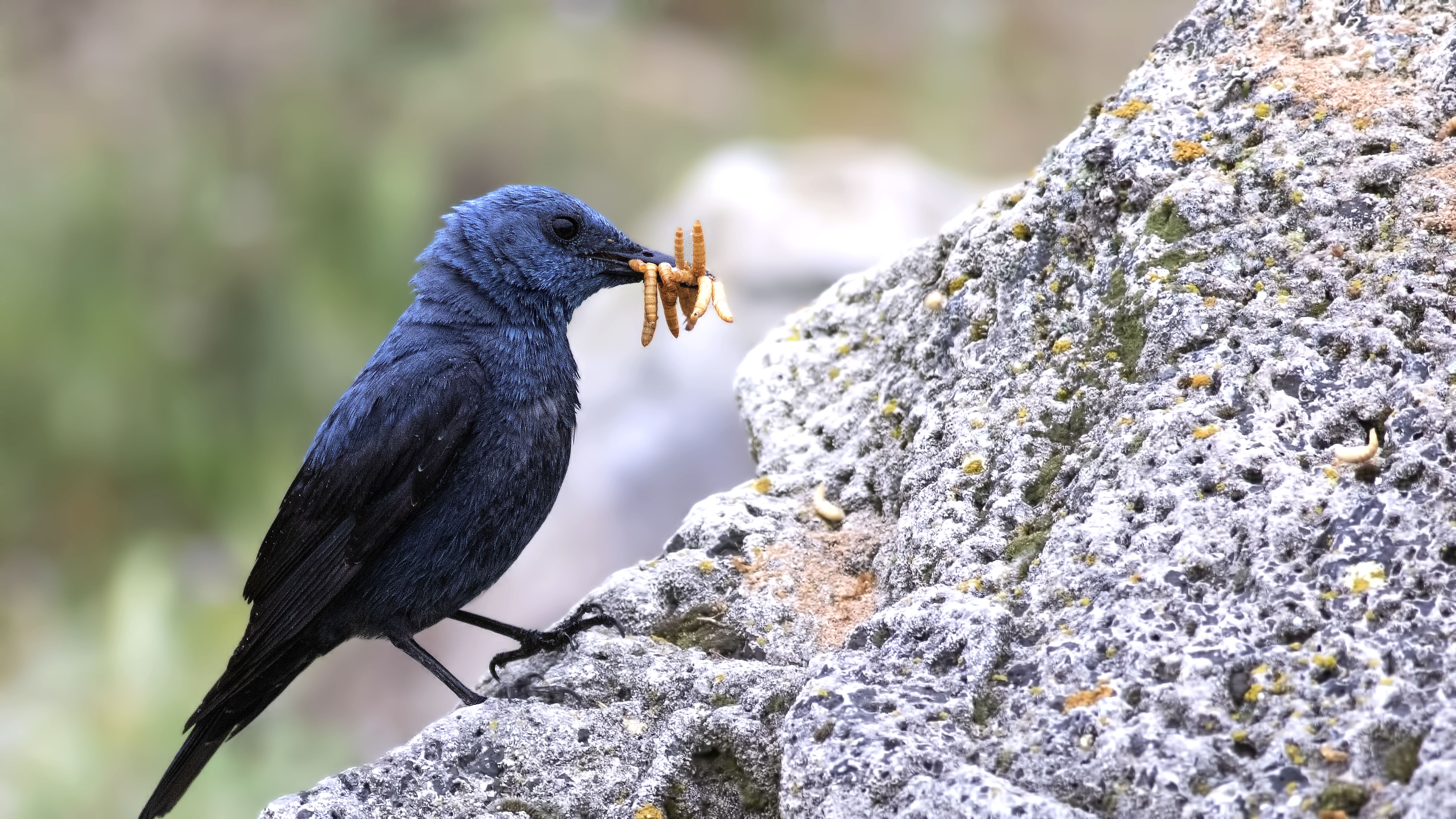 Blue Rock-Thrush